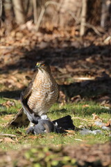 Red shouldered hawk standing over prey in grass against blurry background. 