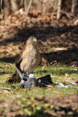 Red shouldered hawk standing over prey in grass against blurry background. 