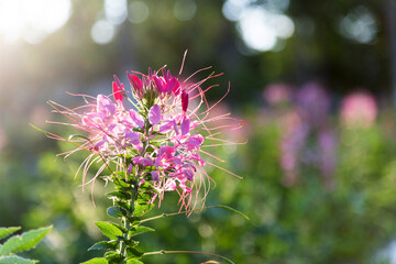 Background of pink spider flower