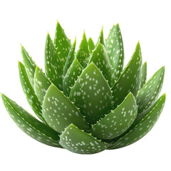 aloe vera fresh leaf isolated on transparent  background