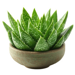 aloe vera fresh leaf isolated on transparent  background