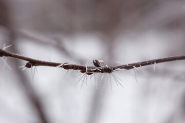 a branch with buds covered with white frost needles on a blurred background