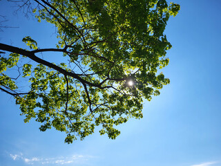 On a clear spring day, a glimmer of sunlight in the foliage of trees against the blue sky