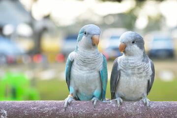 Parakeet ,Budgie (Melopsittacus undulatus) Blue parrots Free-flying training bird standing on a perch