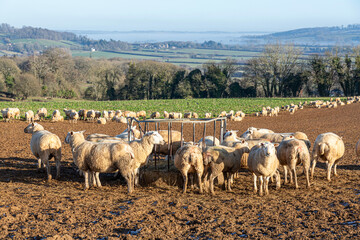 Obraz premium Sheep in winter folded on a forage crop and contained by an electric fence near the Cotswold village of Upper Slaughter, Gloucestershire, England UK