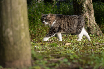 林の木の間を歩く尻尾が短い足先が靴下みたいに白いキジトラ柄の顔が丸い野良猫