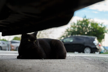 青空の下駐車場の車の下にちょこんとお座りしてる黒猫の野良猫