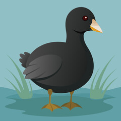 american  coot on the water