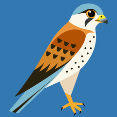 vector illustration of a kestrel