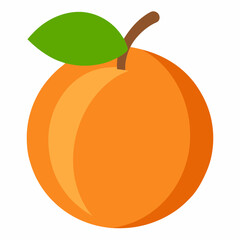 vector illustration of an apricot