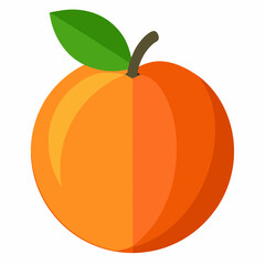 orange fruit vector illustration apricot