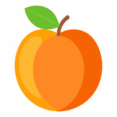 vector illustration of an apricot