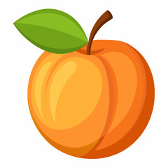 vector illustration of an orange apricot