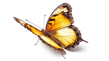 A butterfly fluttering delicately, its wings intricately patterned, isolated on white,