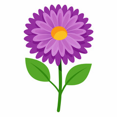 pink flower isolated on white aster