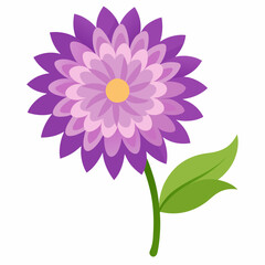 pink dahlia flower aster