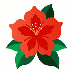 red flower isolated on white azalea
