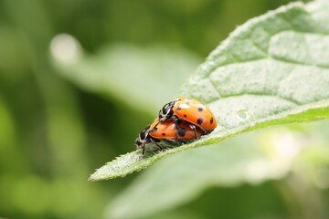Ladybug Insect Ladybug Insect 
