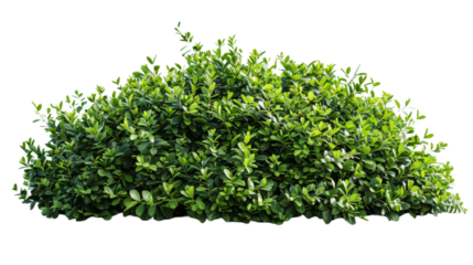  green bush isolated on transparent background.png
