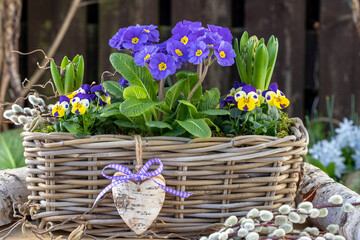 Korb mit blauen Stielprimeln und gelben Hornveilchen im Frühlingsgarten
