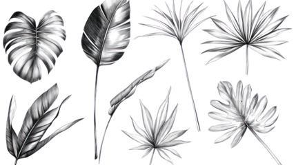A collection of various illustrated tropical leaves on a white isolated background, showcasing intricate designs and details in black and white.