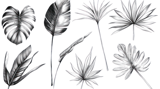 A collection of various illustrated tropical leaves on a white isolated background, showcasing intricate designs and details in black and white.