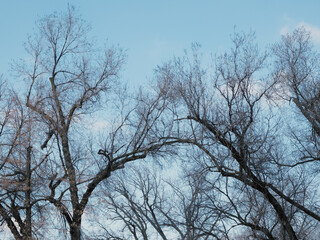 tree branches