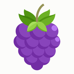 vector illustration of boysenberry