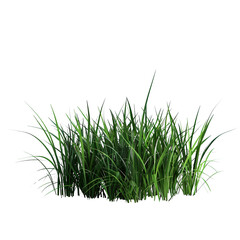 Obraz premium Lush green grass isolated on transparent background perfect for landscaping design nature scenes or digital art projects showcasing vibrant green blades of grass