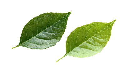 Obraz premium Two fresh green leaves isolated on a white background, showcasing their vibrant color and intricate texture, perfect for nature-themed designs.