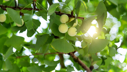 Background of ginkgo leaves and fruits