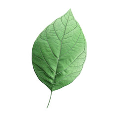 Obraz premium Single green leaf isolated on transparent background detailed veins visible natural plant element botanical illustration leaf texture