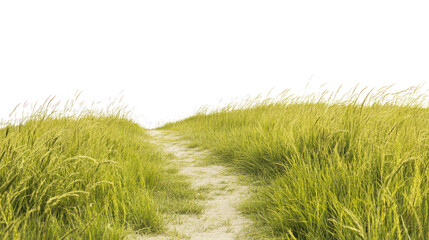 Fototapeta premium A tranquil pathway cutting through lush green grass, inviting exploration and serenity. Perfect for nature-themed projects and outdoor imagery.
