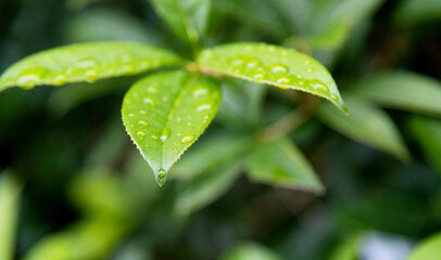 Green leaf with water drops
