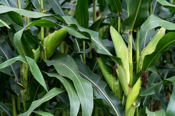 Obraz premium Corn cob in the field