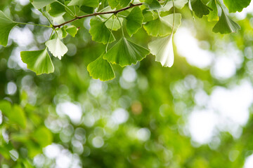 Background of ginkgo tree leaves