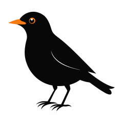 common blackbird cartoon vector