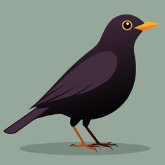 common blackbird cartoon vector