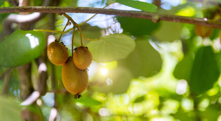 Fresh kiwi fruits on the tree