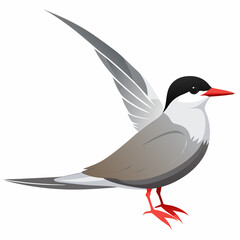vector illustration of a bird common tern