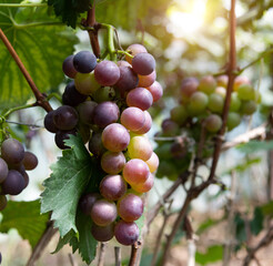 Purple grapes on the vine