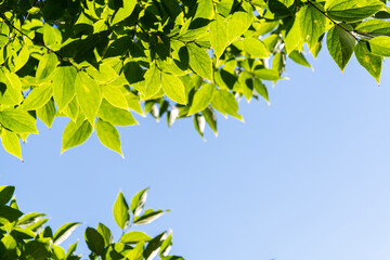 Obraz premium Background of beautiful green leaves