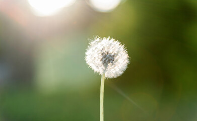 Dandelion blooming in the garden