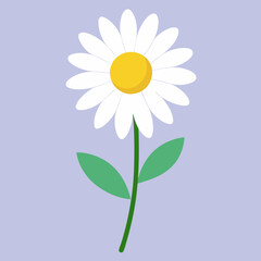 daisy flower vector illustration