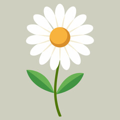 daisy flower vector illustration