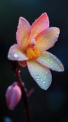 Macro shot of an orchid with water droplets on petals against a dark background