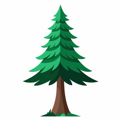 christmas tree isolated on white  douglas