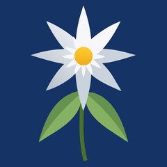 edelweiss flower on white background