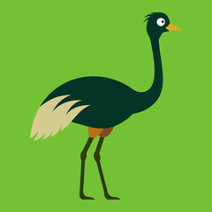 illustration of an emu