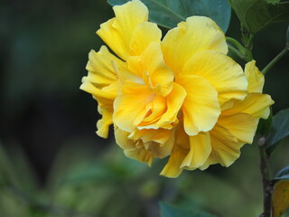 Hibiscus, Chinese Rose or Shoe flower, single yellow flower, oval shape, with many layers of petals, clustered, each petal is quite thin. Hibicus hybrid is Queen of tropic flower. blurred natural 
